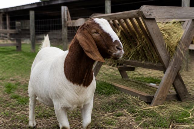 A healthy goat beside a clean hay feeder