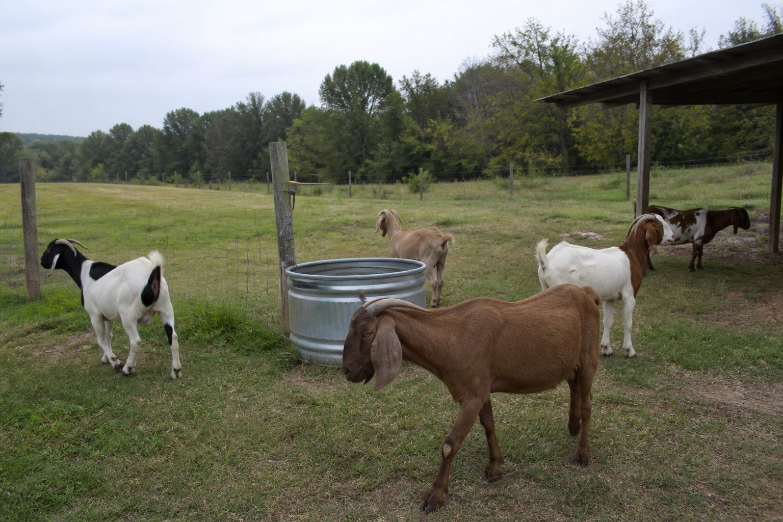 Healthy goats grazing beside a fresh water trough in an open pasture at DNT Halal Meats
